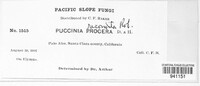Puccinia procera image